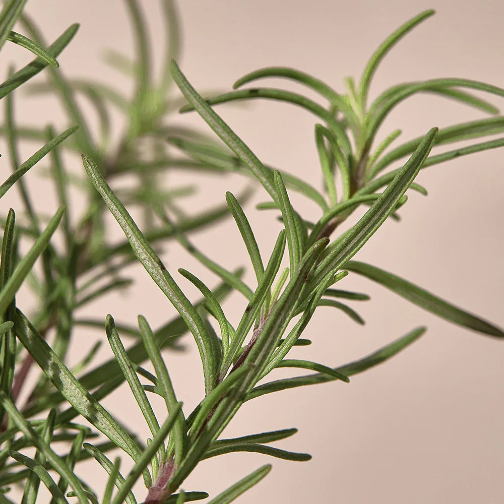 Kaine Rosemary Relief Gel Cleanser Beauty Kaine